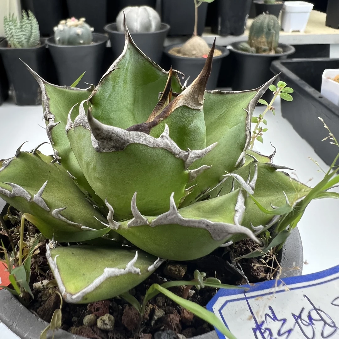 太阳神龙舌兰控养带盆发