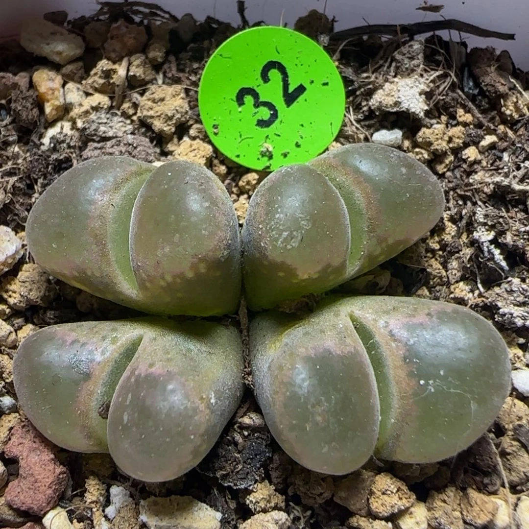 四头漂亮多肉植物32