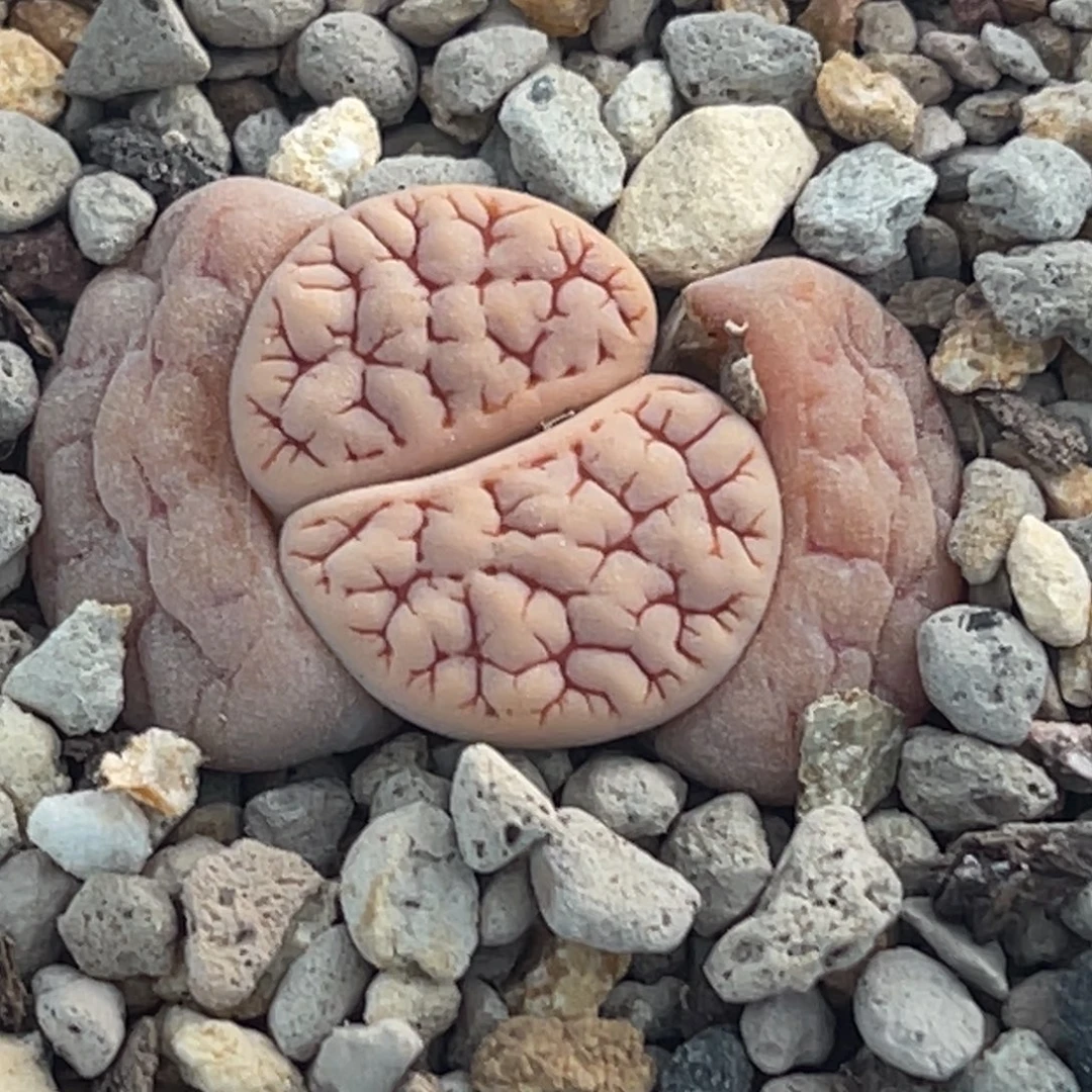 0089红纹261一颗。