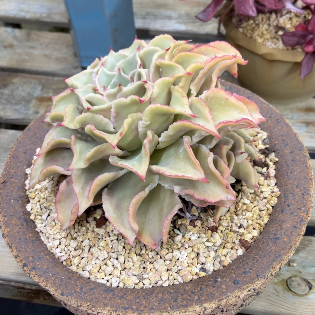 饺子皮18 零零多肉植物