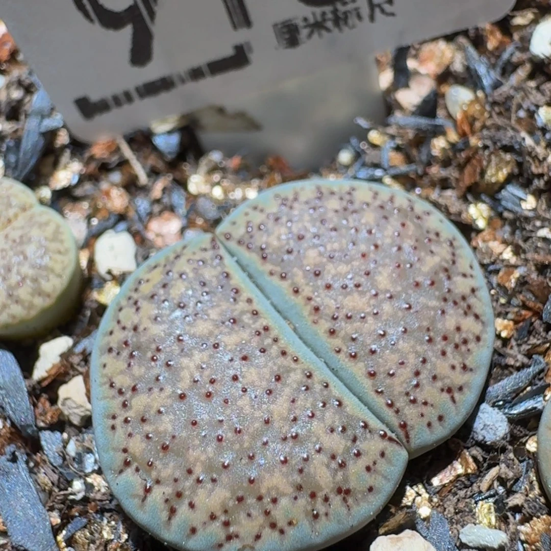 Ssss精品生石花913