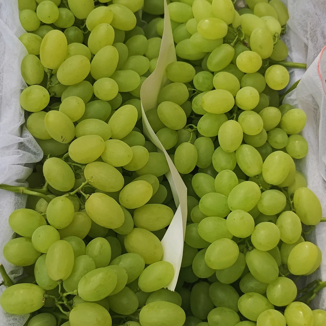 京东包邮青提葡萄维多利亚葡萄提子精致小串极致口感甜新粉专享