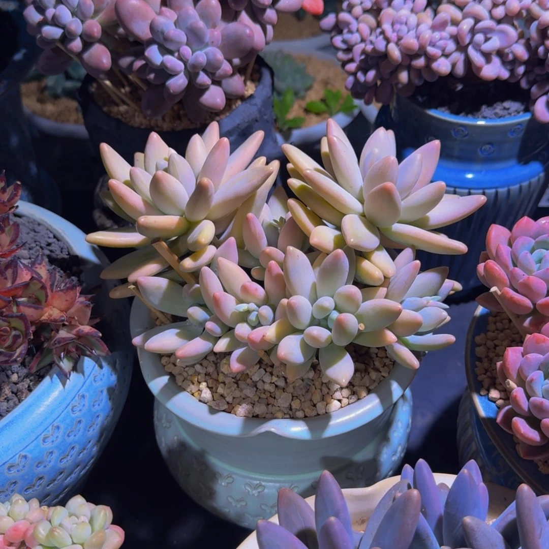 白兰地 群生 一物一拍