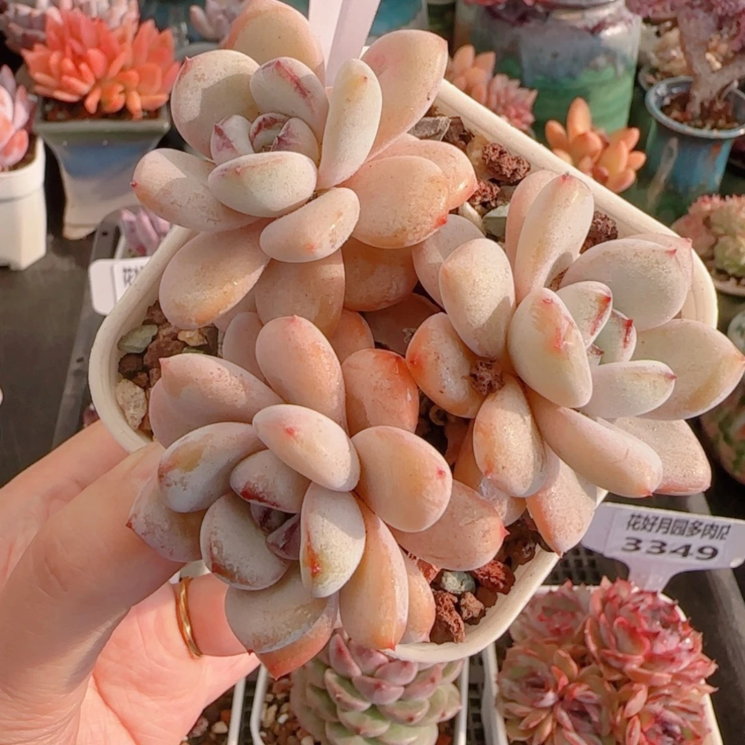 多肉植物3352…………….