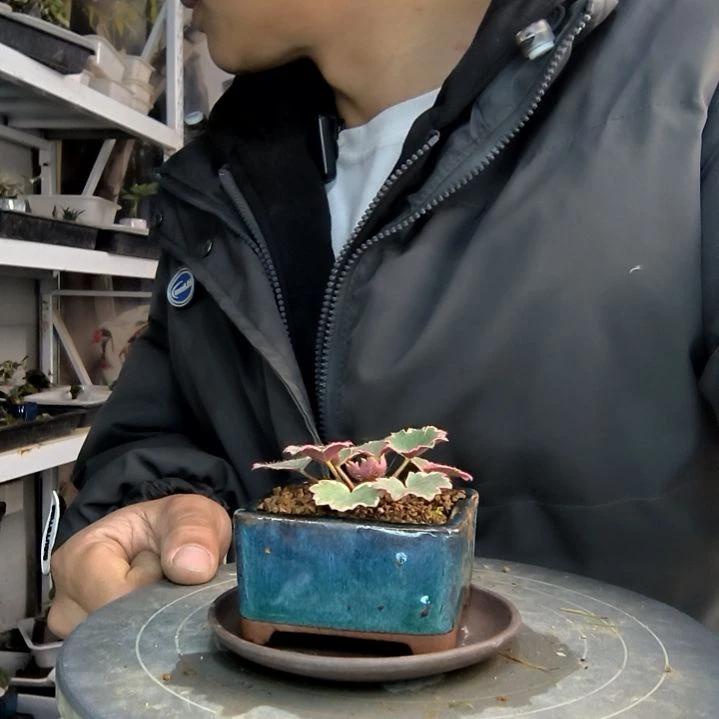 開****ノ小盆景小植物一物一拍20