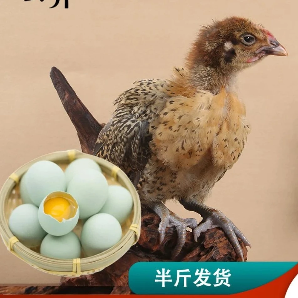 半斤左右发货麻羽绿壳蛋鸡青脚麻羽宠物小鸡1