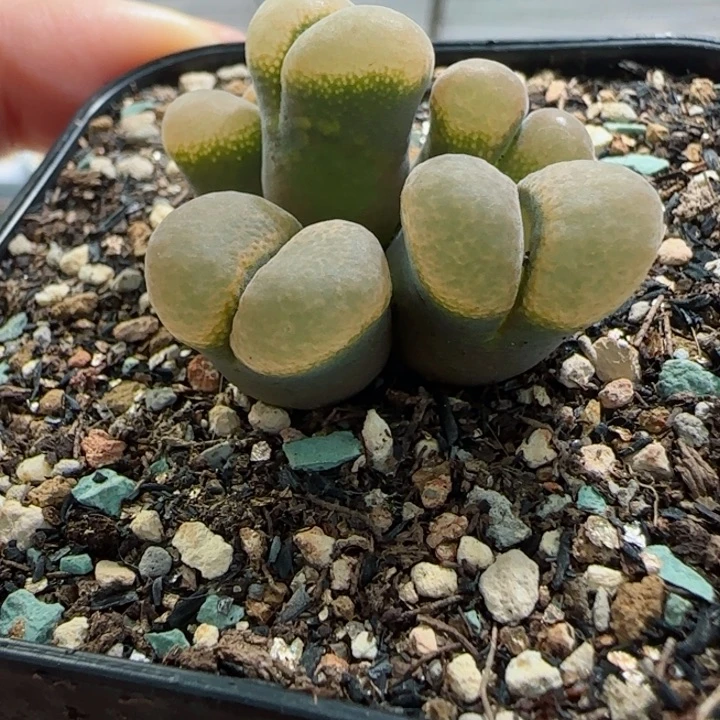 多肉植物优秀风铃18号