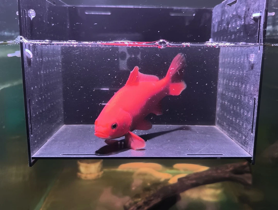 金鱼品相自鉴满30包邮