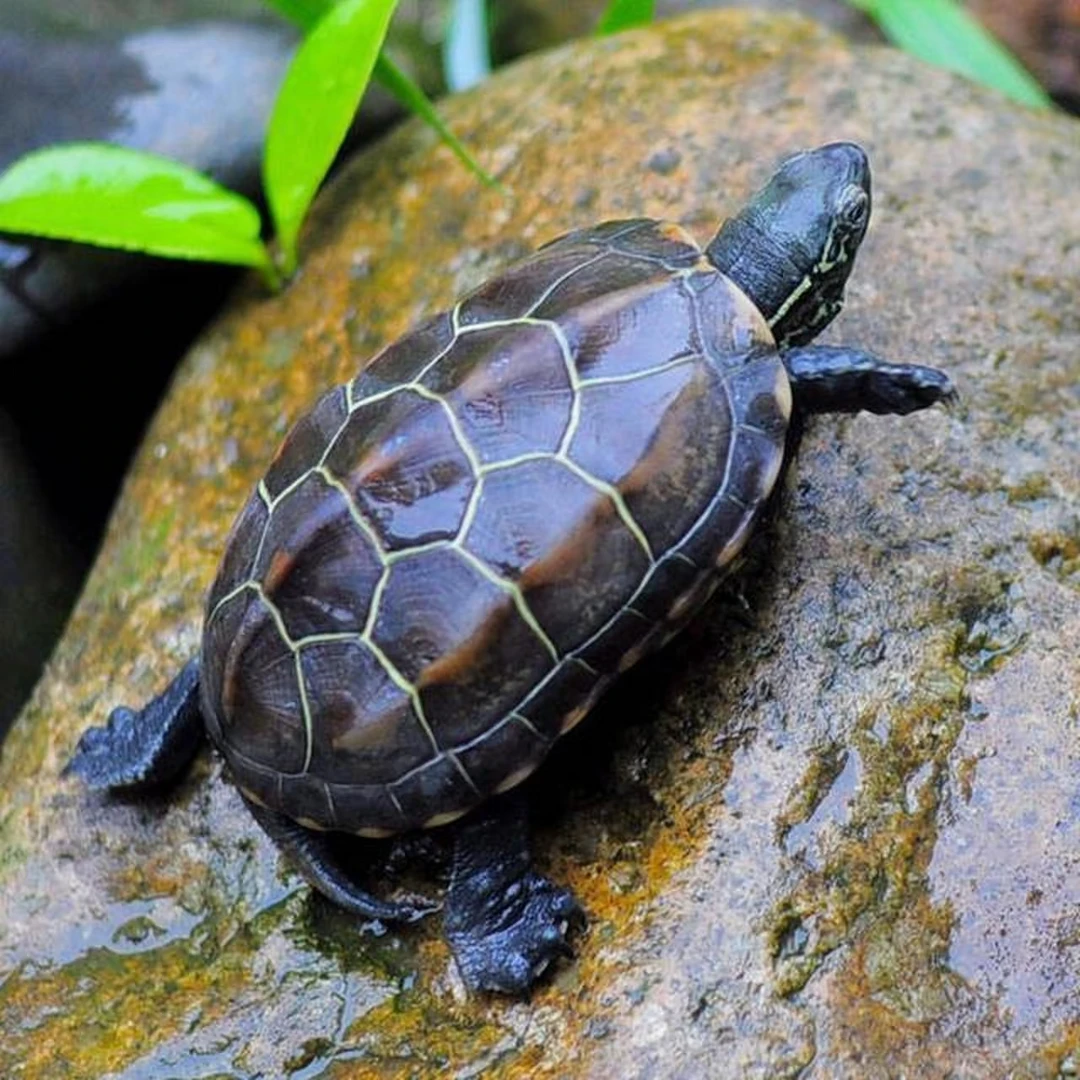 直播链接（未中取福袋龟者勿拍）