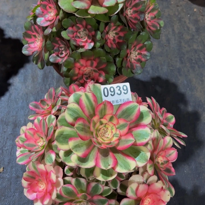 八***珑倾城，荔枝0939.0940000000