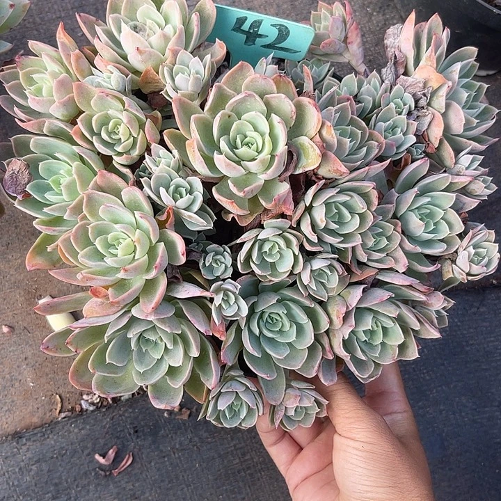 晨语多肉，一物一拍丝绸42