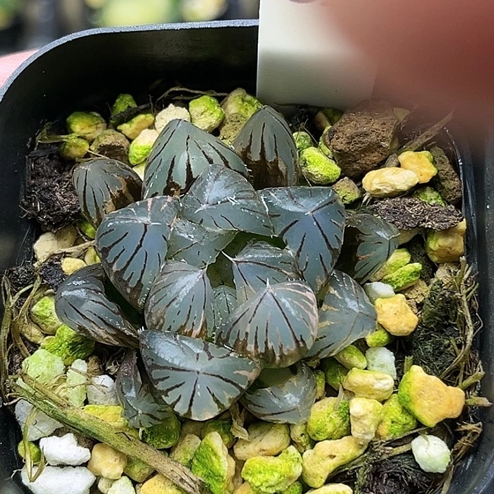 83龙爪玉露锦头家多肉十二卷