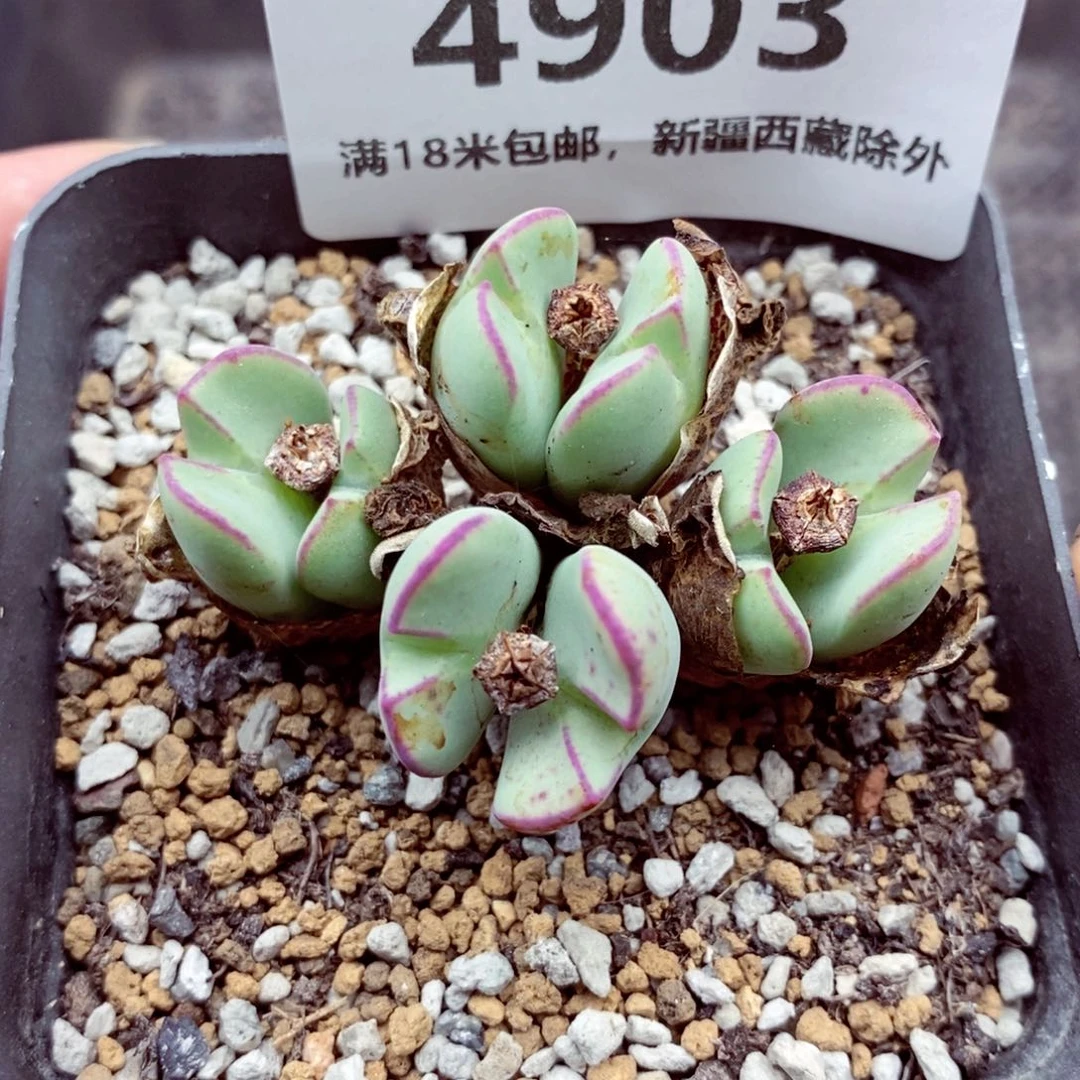 4903。