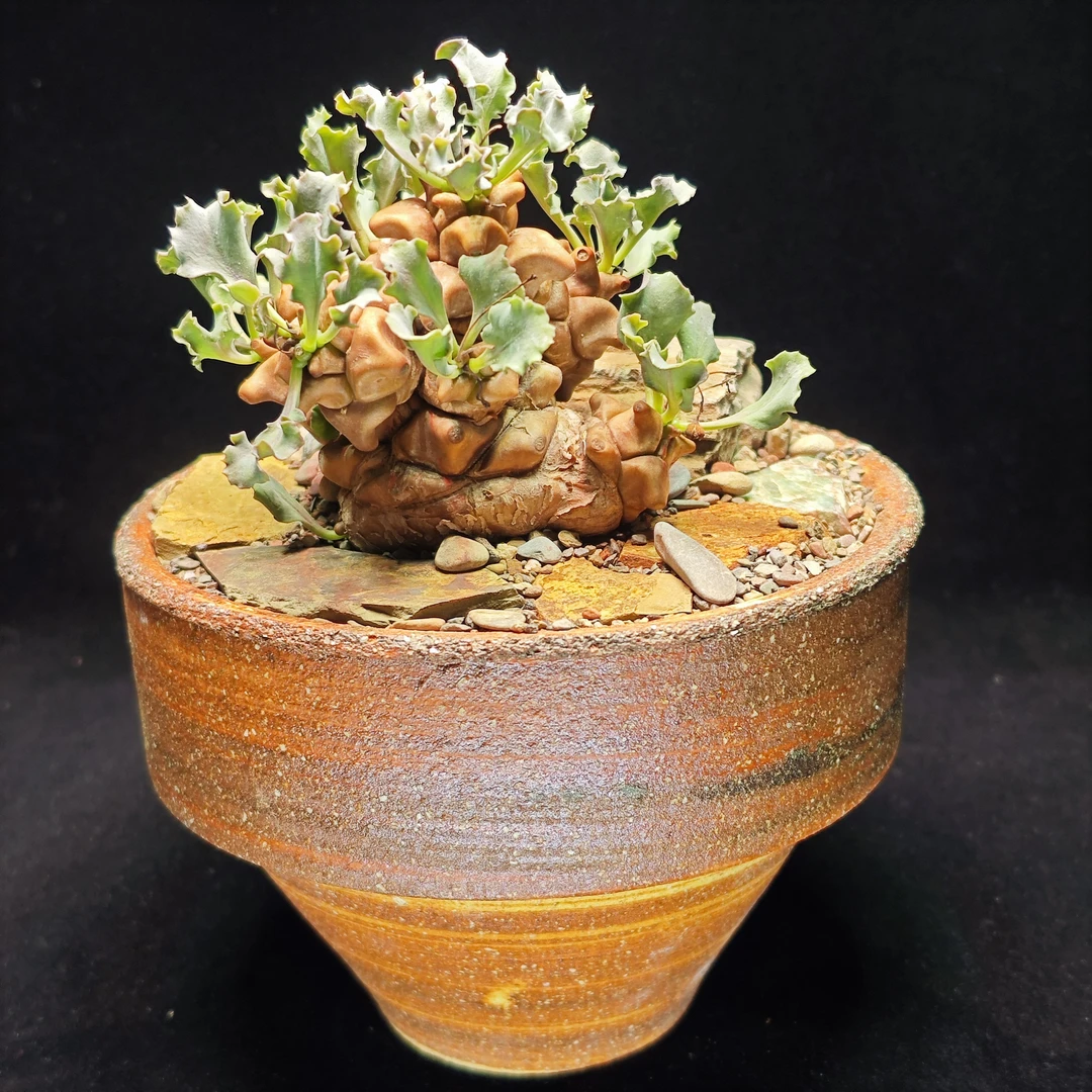 一物一拍蛮鬼塔厚敦菊块根植物带盆带造景