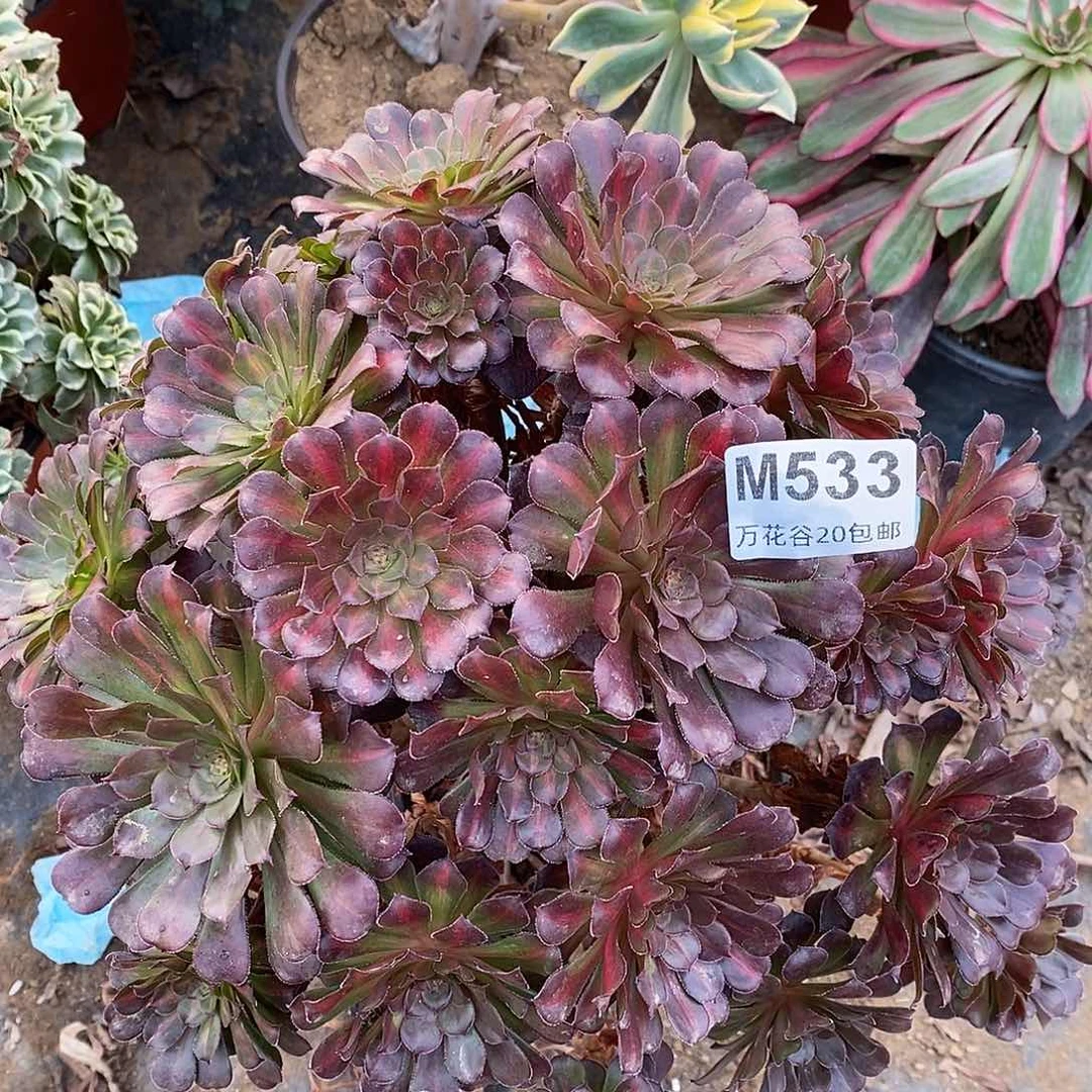 533铜壶中斑多肉植物无售后