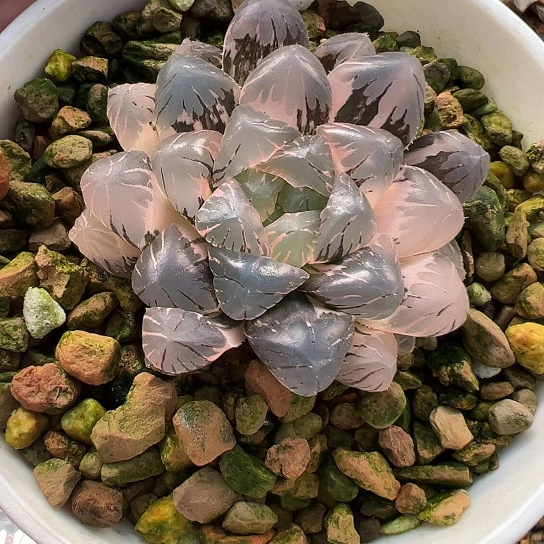 紫肌十二卷多肉植物