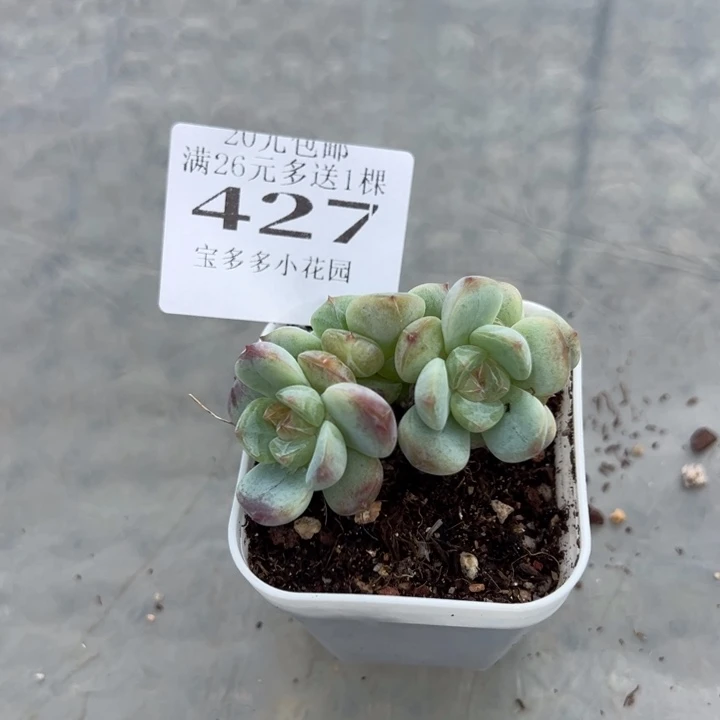 427号量拍多肉满20元包邮满26送一颗