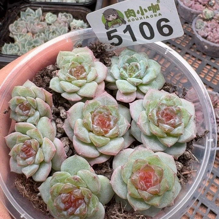 多肉植物多肉植物