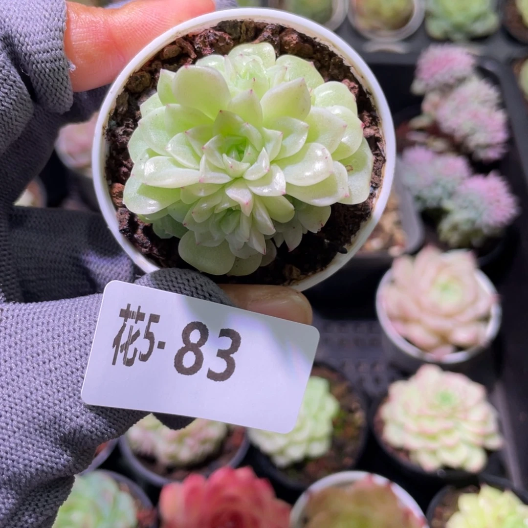 花利美 5-83麦秆群