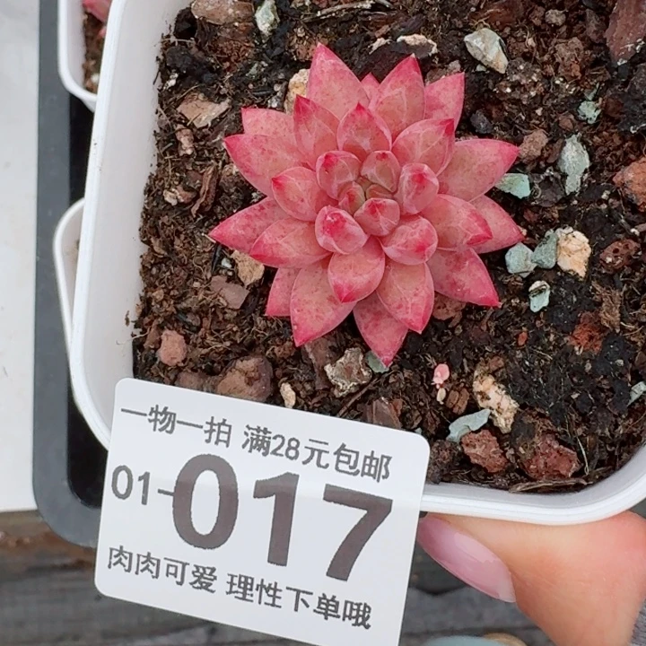 金鱼姬多肉无盆土发货多