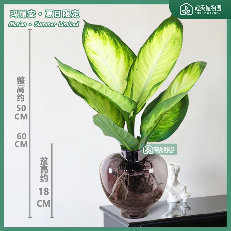 玛丽安水培植物盆栽室内耐阴观叶绿植客厅净化空气办公室四季好养