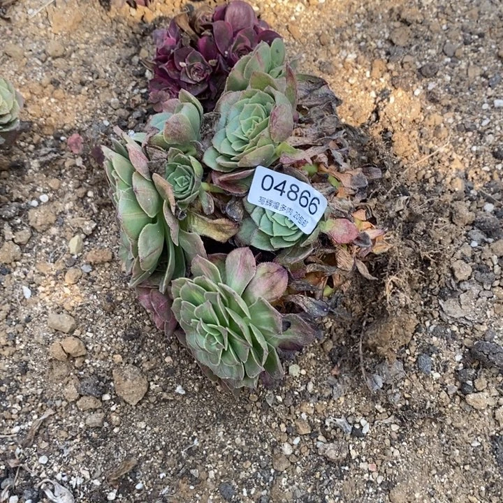 04866海王七彩多肉植物