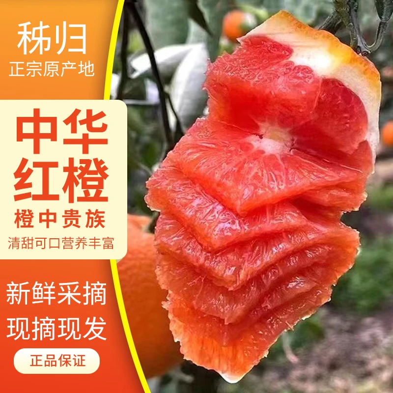 秭归中华红橙新鲜水果血橙现摘现发红心橙子孕妇手剥红肉脐橙整箱