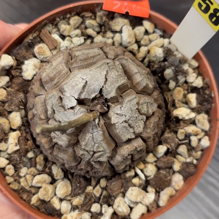 58号龟甲龙带盆包邮不退不换