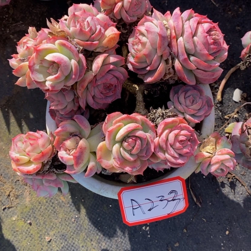 【闪购商品】蝴****）多肉植物的