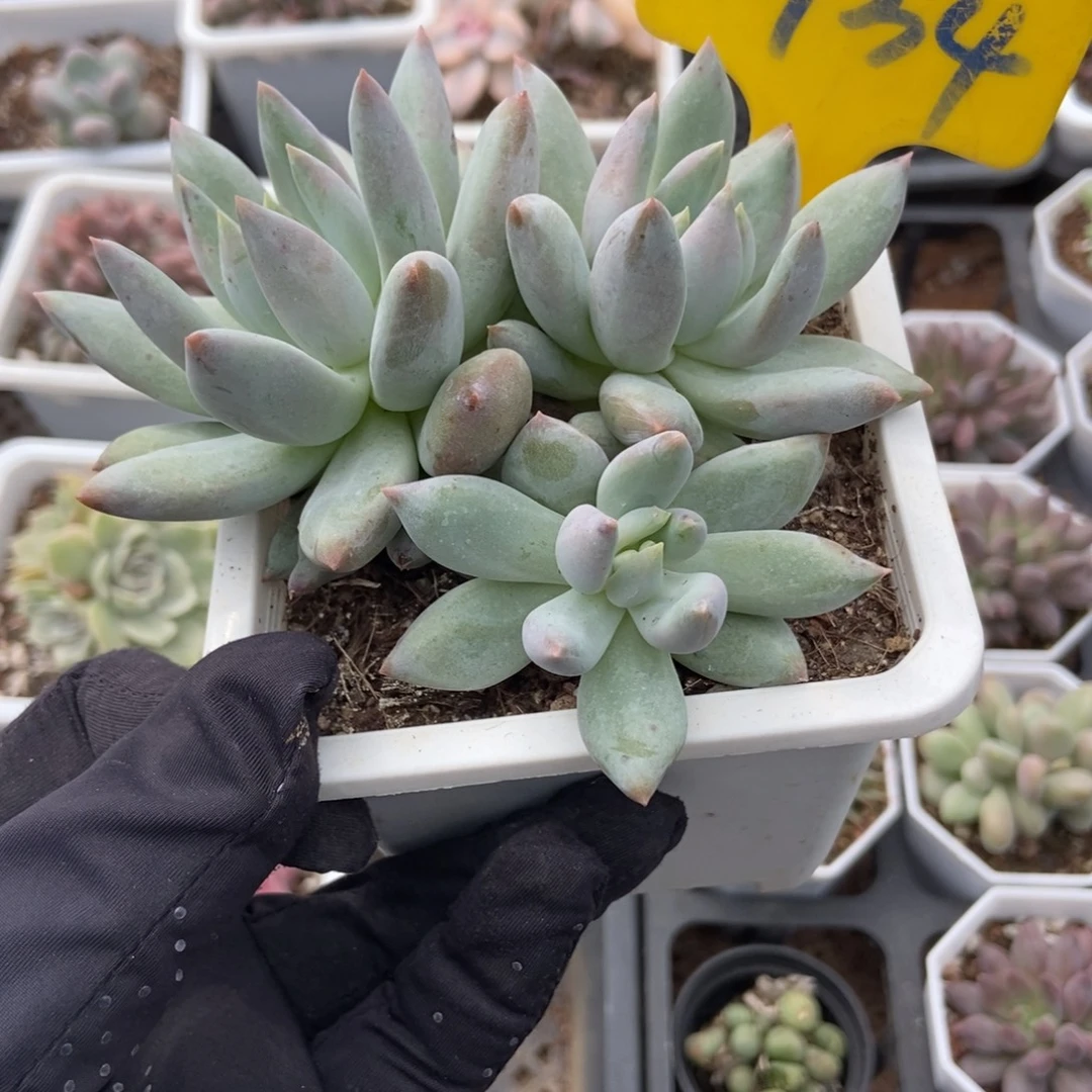 934所罗门多肉植物