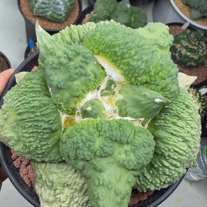 大型满怒带白锦带血