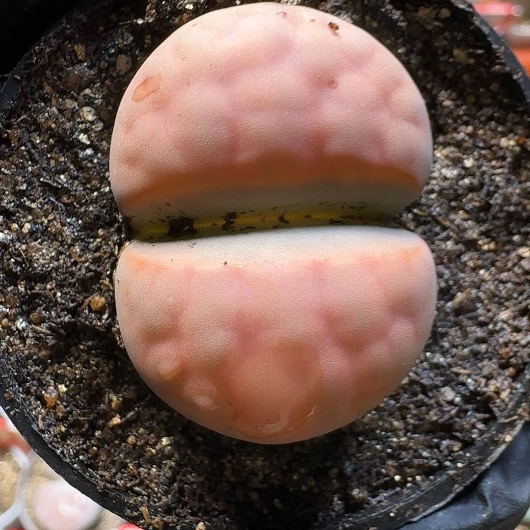 生石花22:：：。  17