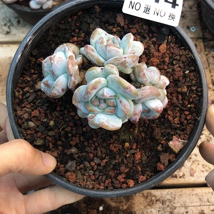 星影石榴籽福利出咯 214