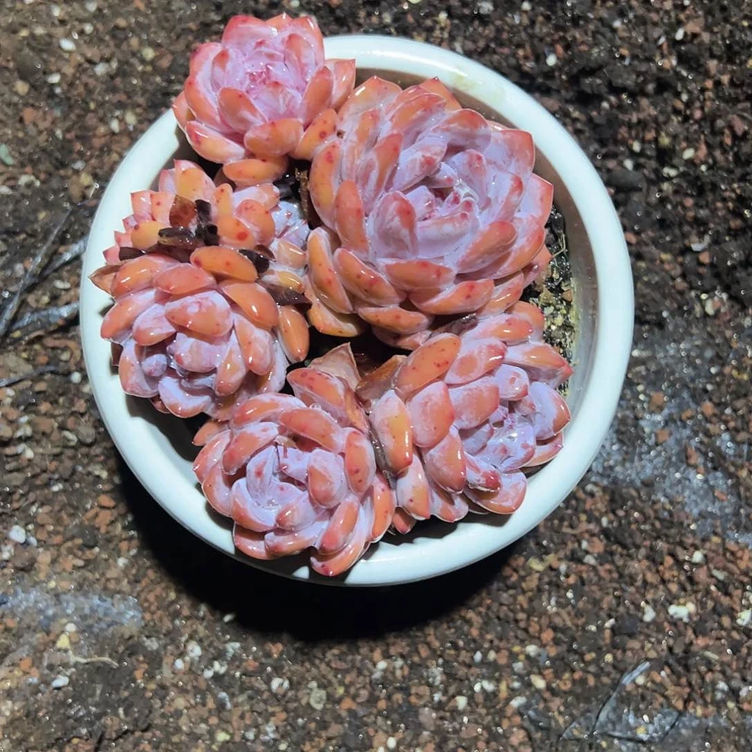 【闪购商品】星影乌坎