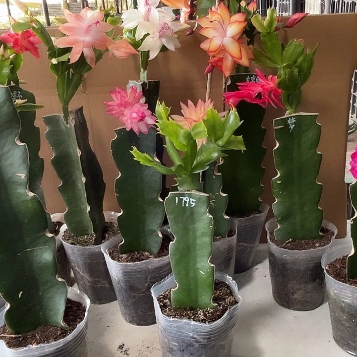 张***儿当前无花朵，栽培后可花朵1795