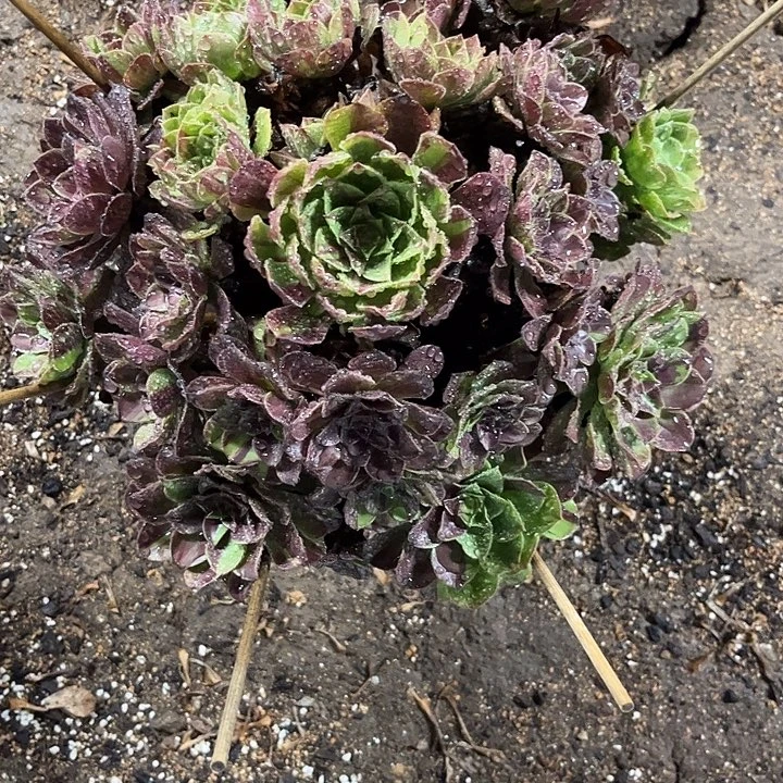 多肉植物花月夜锦……