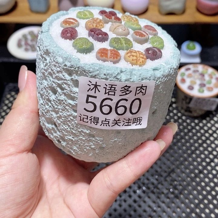 带盆土植物 一物一拍 5660