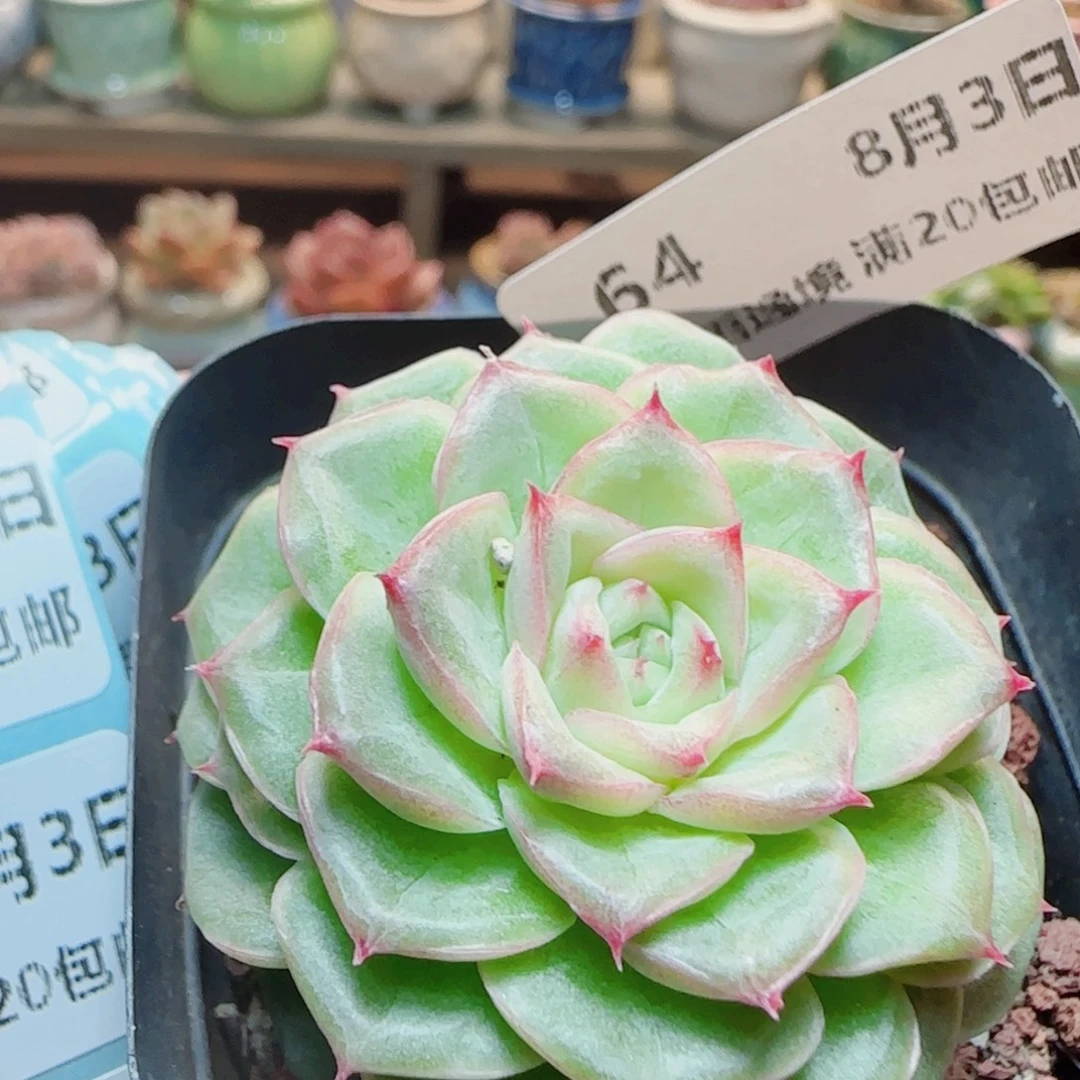 花语逸镜0803-64开播福利