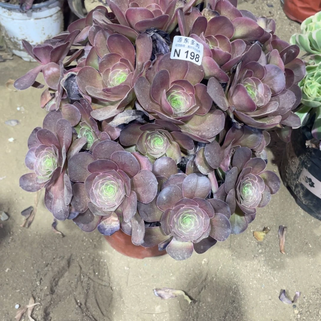 198魅金玫瑰多肉法师断枝不包