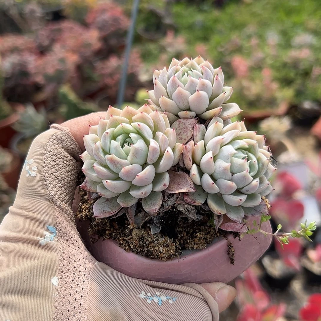 多肉植物多肉植物