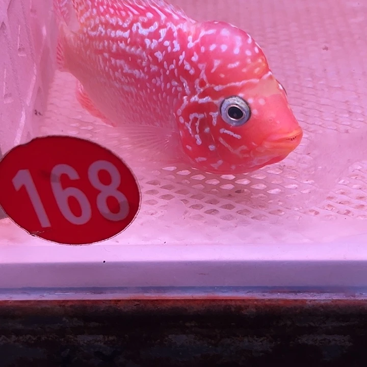 罗汉鱼金花火凤罗汉鱼