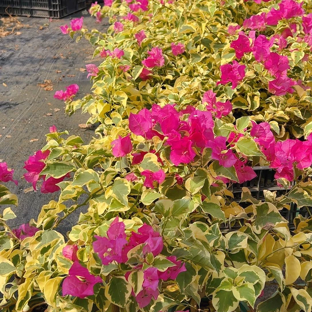 当前无花栽培后可以开花金边宫粉掌中宝一棵