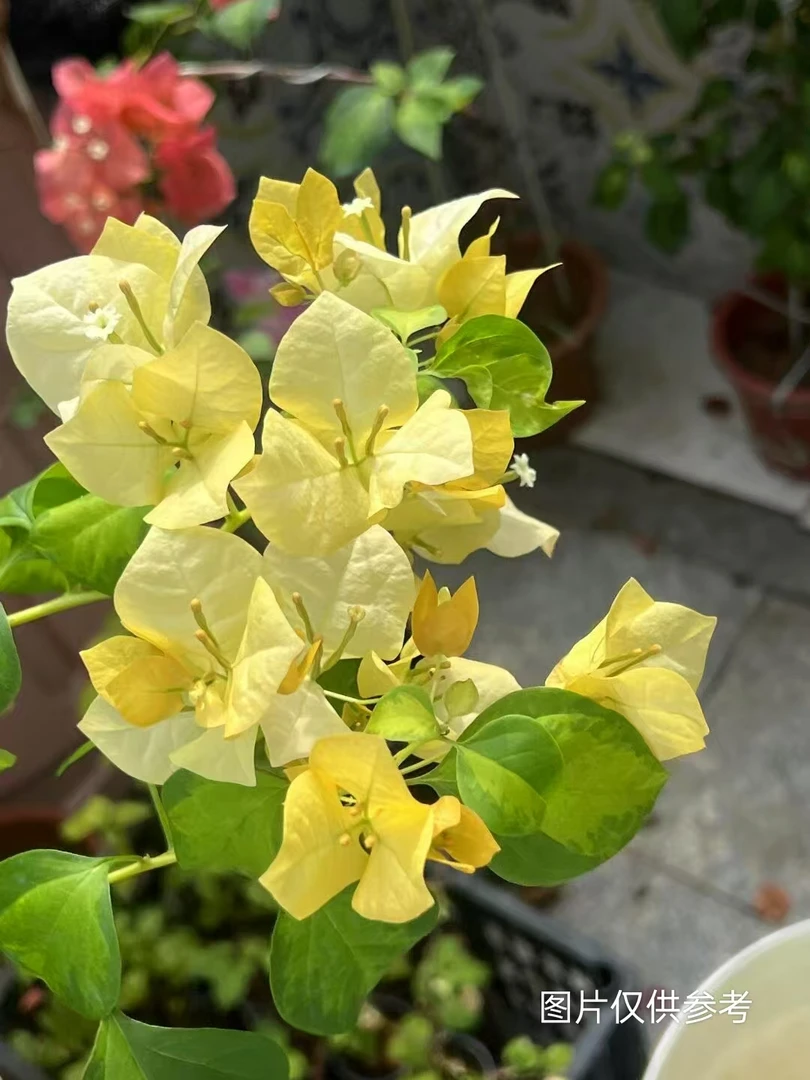 【草莓黄】【终身包对版】三角梅四季开花爬藤飘枝好养护【无售后】