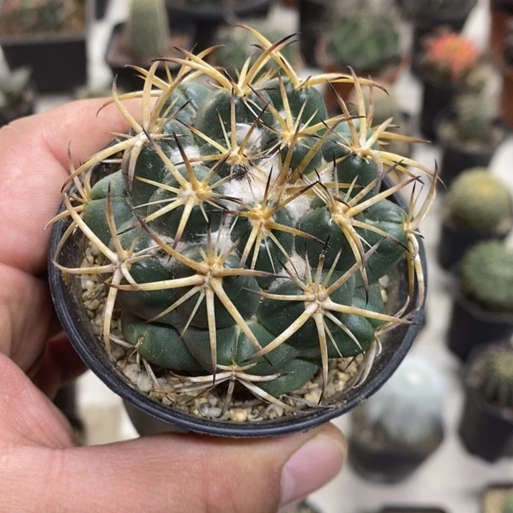 实生天丝象牙特价