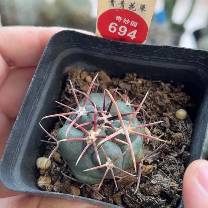 实生泰刺高木绯冠龙一棵仙人球
