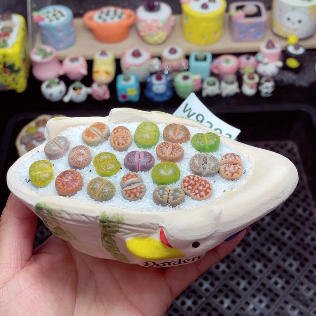 w9293 带盆土发货-零下地区拍保温箱