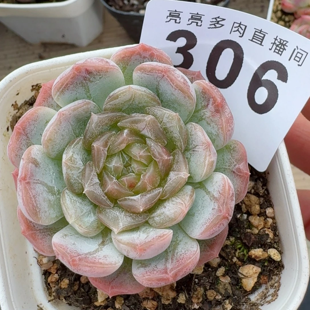 下播福利拍够包邮发货