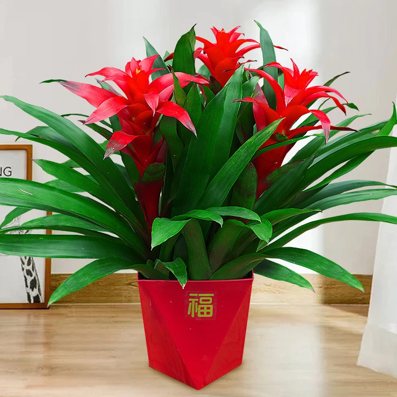 年宵花鸿运当头大红星红色室内客厅桌面绿植可四季开花凤梨鲜艳