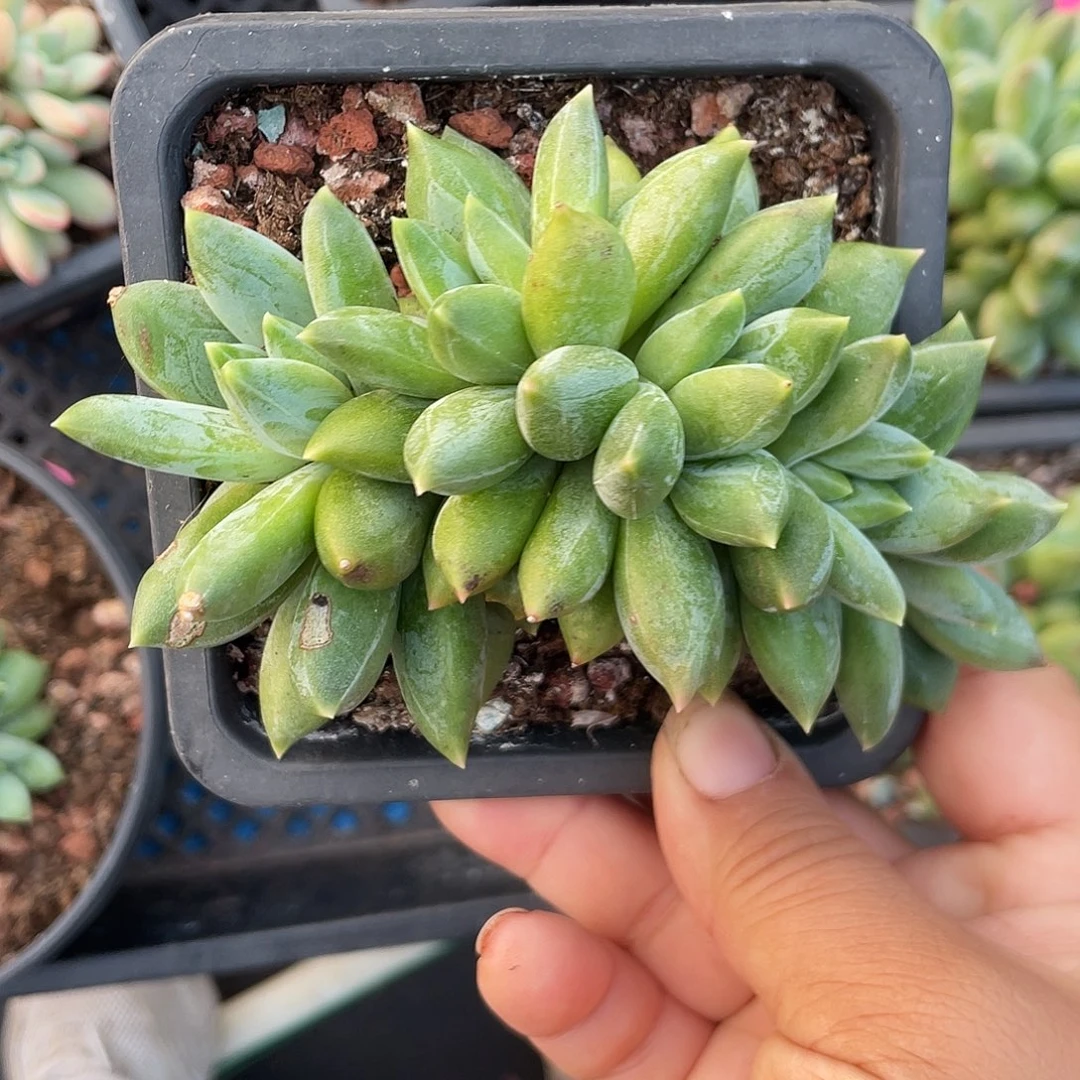 重楼朵朵缀无砍无摘