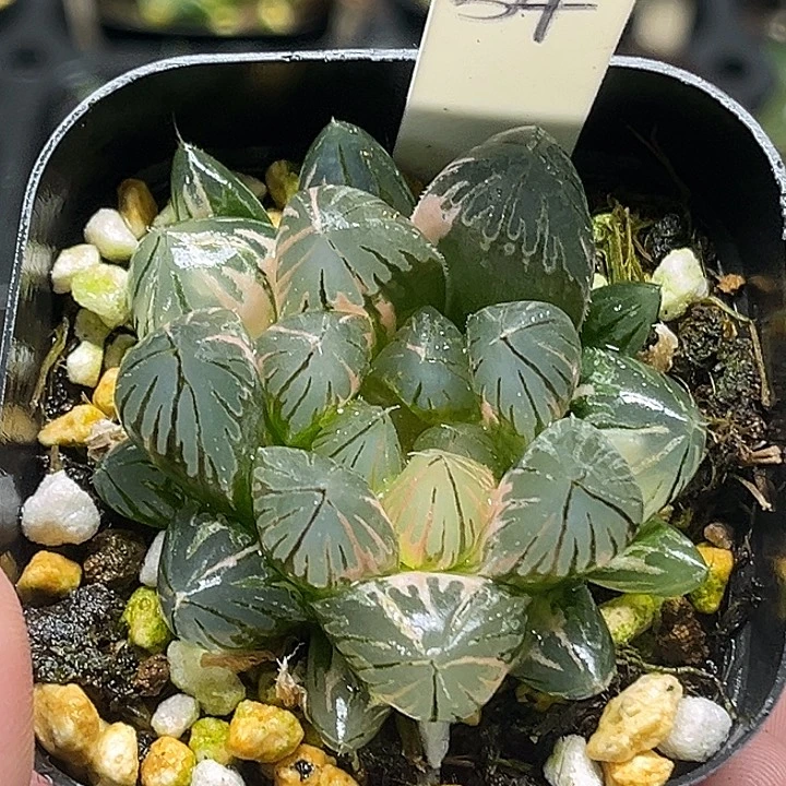 54变异龙爪玉露锦